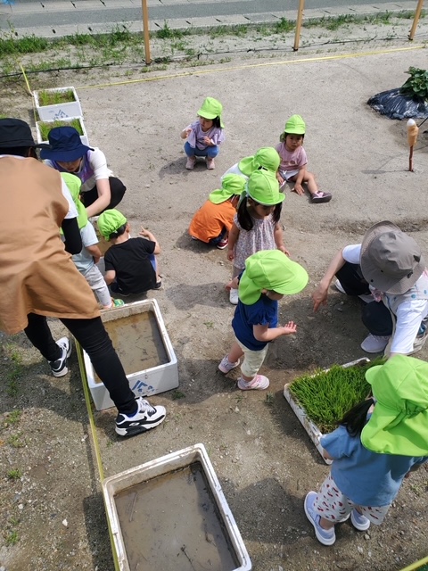 田植え♪