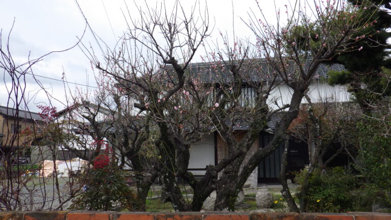 春を見つけに王城神社まで♪（だいち組）