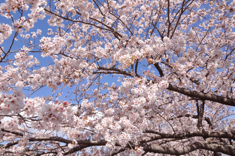 入園・進級おめでとう🌸